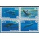 Bahama - Nr 1281 - 84 Pasek 2007r - 2007r - WWF - Ssaki morsk