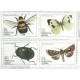 Azory - Nr 365 - 681984r - Insekty