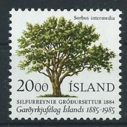 Islandia - Nr 6341985r - Drzewo