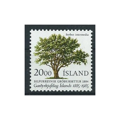Islandia - Nr 6341985r - Drzewo
