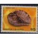 Samoa - Nr 436 1978r - Muszla