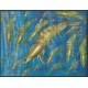 Kuwejt - Nr 1495 - 10 1997r - Fauna morska