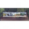 Indie - Bl 14 2002r - Drzewa